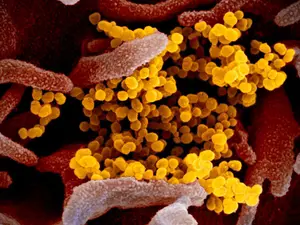 Virus linked to COVID-19 had travelled over 2,700kms before it was detected in Wuhan