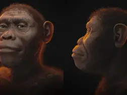 Meet Lucy: Scientists reveal what one of our earliest human ancestors looked like