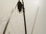 World's deadliest spider is milked for its venom. A zoo in Australia wants you to catch them