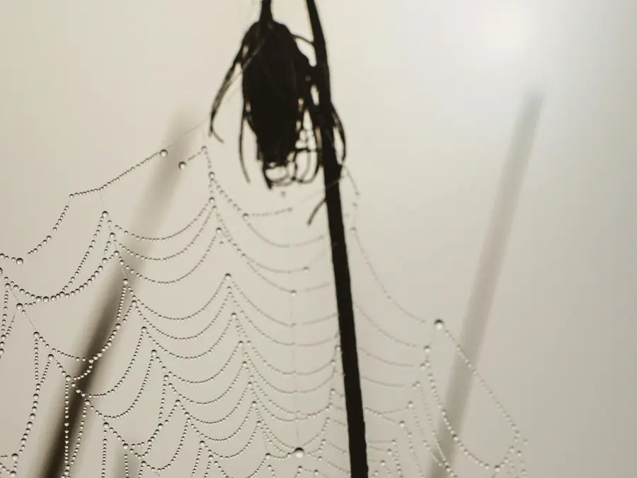 World's deadliest spider is milked for its venom. A zoo in Australia wants you to catch them