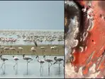 The deadly pink lake where animals and birds turn to stone. Or do they?