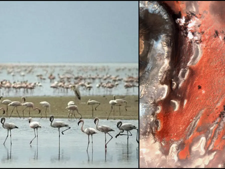 The deadly pink lake where animals and birds turn to stone. Or do they?