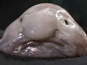 Blob is beautiful! Once labelled world's ugliest animal, blobfish become New Zealand's fish-of-the-year