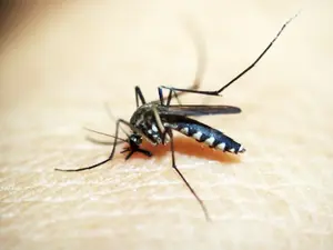 Genetically engineered mosquitoes with 'toxic' semen could curb spread of diseases: Researchers