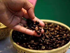 Indian coffee exports surpass $1 billion for the first time