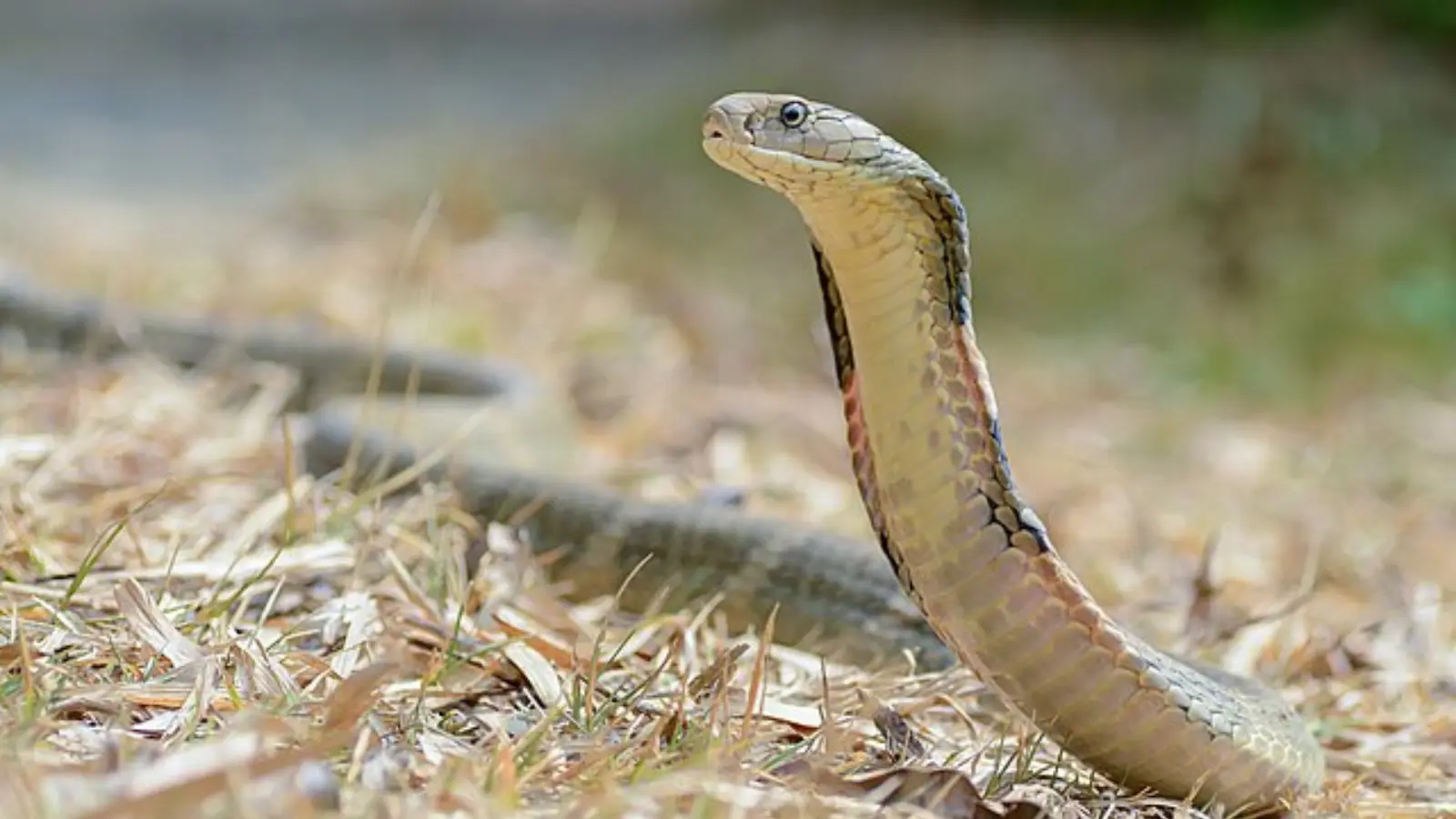 King cobra