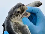 Trump's freeze on foreign aid finds an unexpected victim - Gulf of Mexico sea turtle