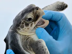 Trump's freeze on foreign aid finds an unexpected victim - Gulf of Mexico sea turtle