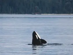 Tragedy strikes again: Orca who carried dead newborn in 2018 loses another calf