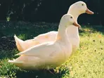 New strain of bird flu detected in US for the first time