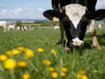 World's 'biggest' farm, larger than 49 countries, has only 11 employees