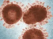 Scientists develop common vaccine for COVID-19, flu and common cold