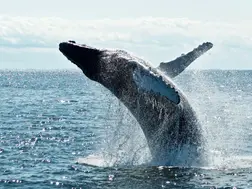 Scientists discover largest fish ever in the depths of Pacific Ocean