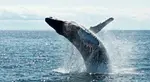 Scientists discover largest fish ever in the depths of Pacific Ocean