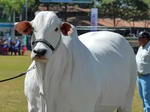 World's most expensive cow sold for $4 million: Viatina-19 sets record