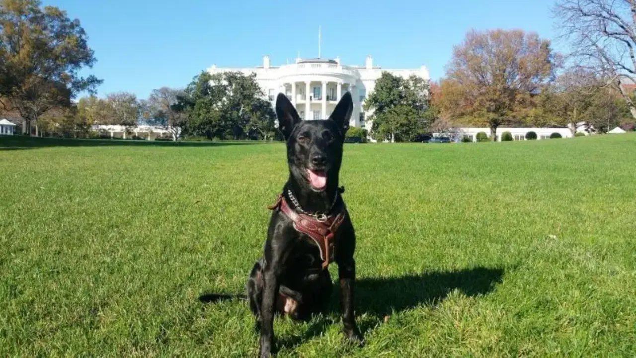 ‘Most decorated dog in US history’: White House hero Hurricane dies at 15