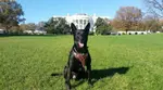 ‘Most decorated dog in US history’: White House hero Hurricane dies at 15