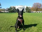 ‘Most decorated dog in US history’: White House hero Hurricane dies at 15
