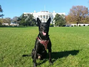 ‘Most decorated dog in US history’: White House hero Hurricane dies at 15