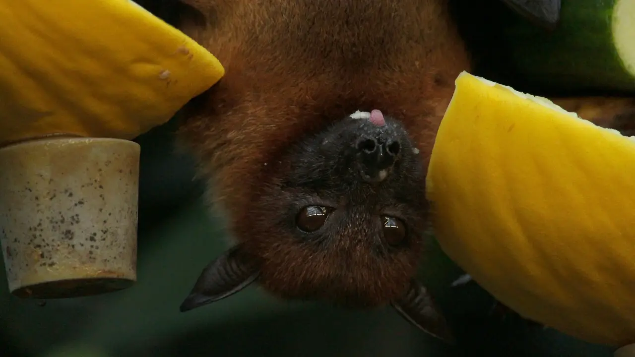 Fertilising marijuana plants with bat poo kills two men in New York