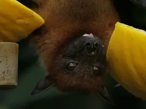 Fertilising marijuana plants with bat poo kills two men in New York