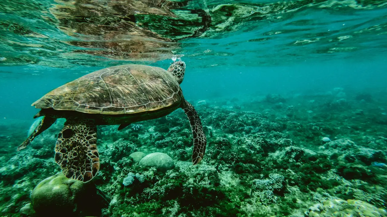 Nearly 100,000 structures spotted under the ocean for the first time
