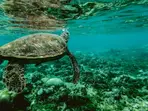 Nearly 100,000 structures spotted under the ocean for the first time