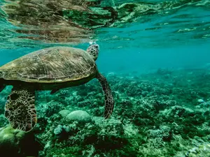 Nearly 100,000 structures spotted under the ocean for the first time