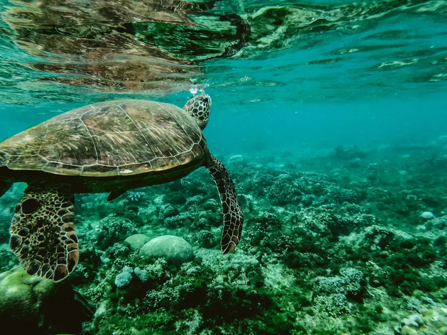 Nearly 100,000 structures spotted under the ocean for the first time