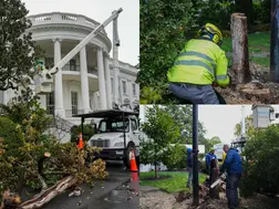 Trump orders removal of White House 'witness tree': 200-year-old magnolia, planted by Andrew Jackson, cut down