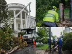Trump orders removal of White House 'witness tree': 200-year-old magnolia, planted by Andrew Jackson, cut down