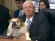 'She humanises us': US Senator brings bulldog to senate hearing, sets up mic for her- WATCH