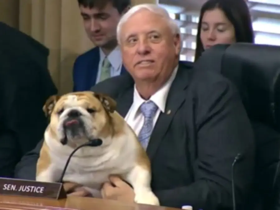 'She humanises us': US Senator brings bulldog to senate hearing, sets up mic for her- WATCH