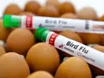 Bird flu outbreak in California: CDC identifies mutations in first severe human infection in US