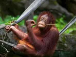 'If someone kidnaps your grandpa...': Researchers suggest against relocating orangutans