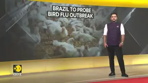 Brazil Bird Flu Case Linkage To Be Confirmed By Genetic Test