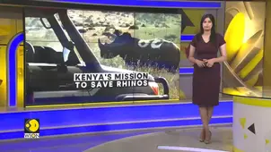 Kenya's mission to save rhinos from extinction, wildlife teams prepare for health checkups