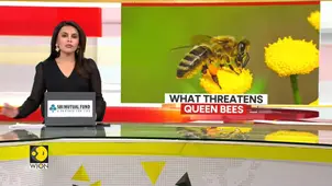 What threatens queen bees?