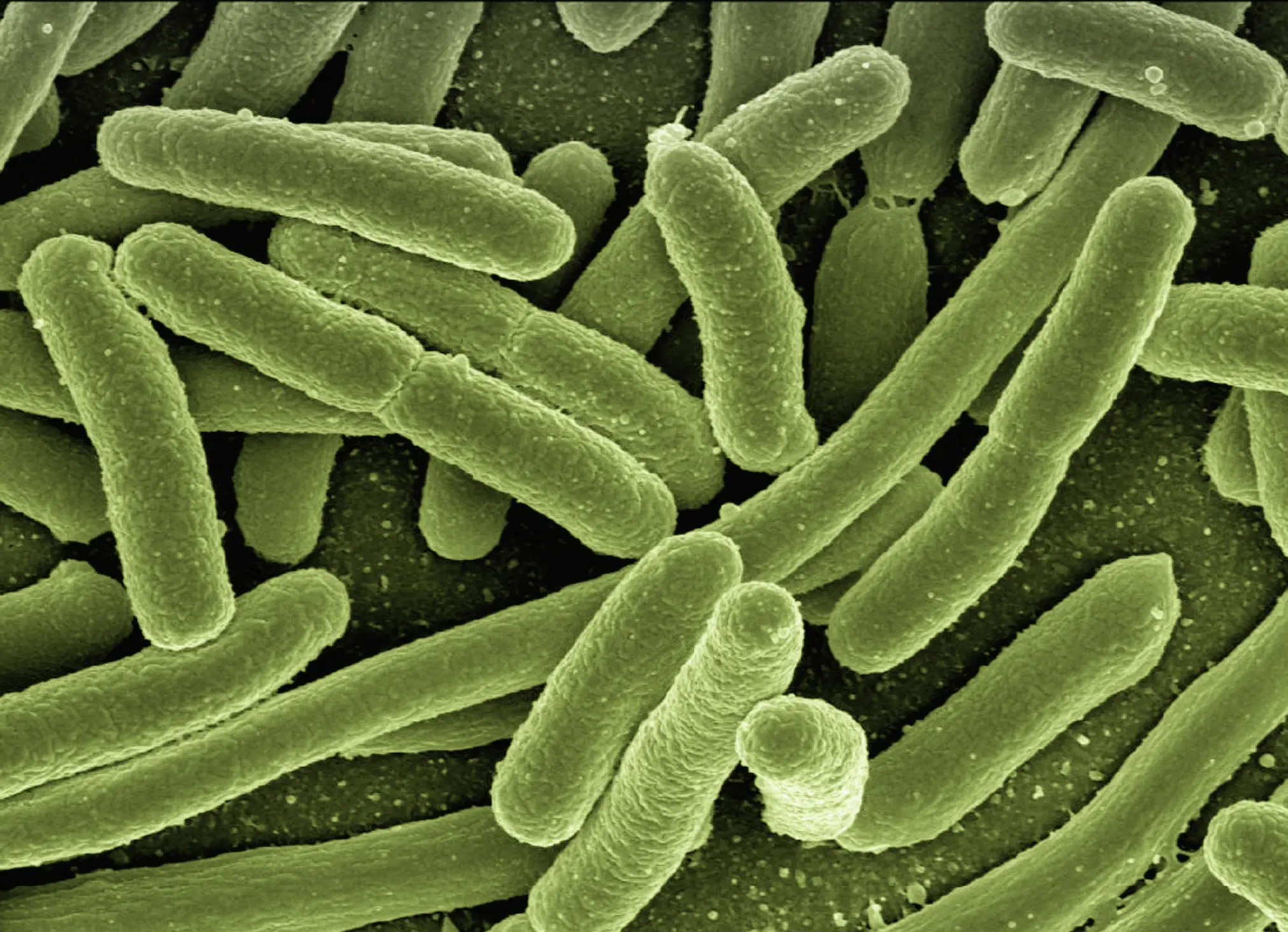 New bacteria found on Tiangong Space Station can possibly help grow plants on Mars