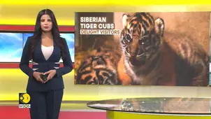Newborn tigers delight visitors at China's Harbin park