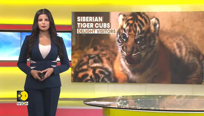 Newborn tigers delight visitors at China's Harbin park