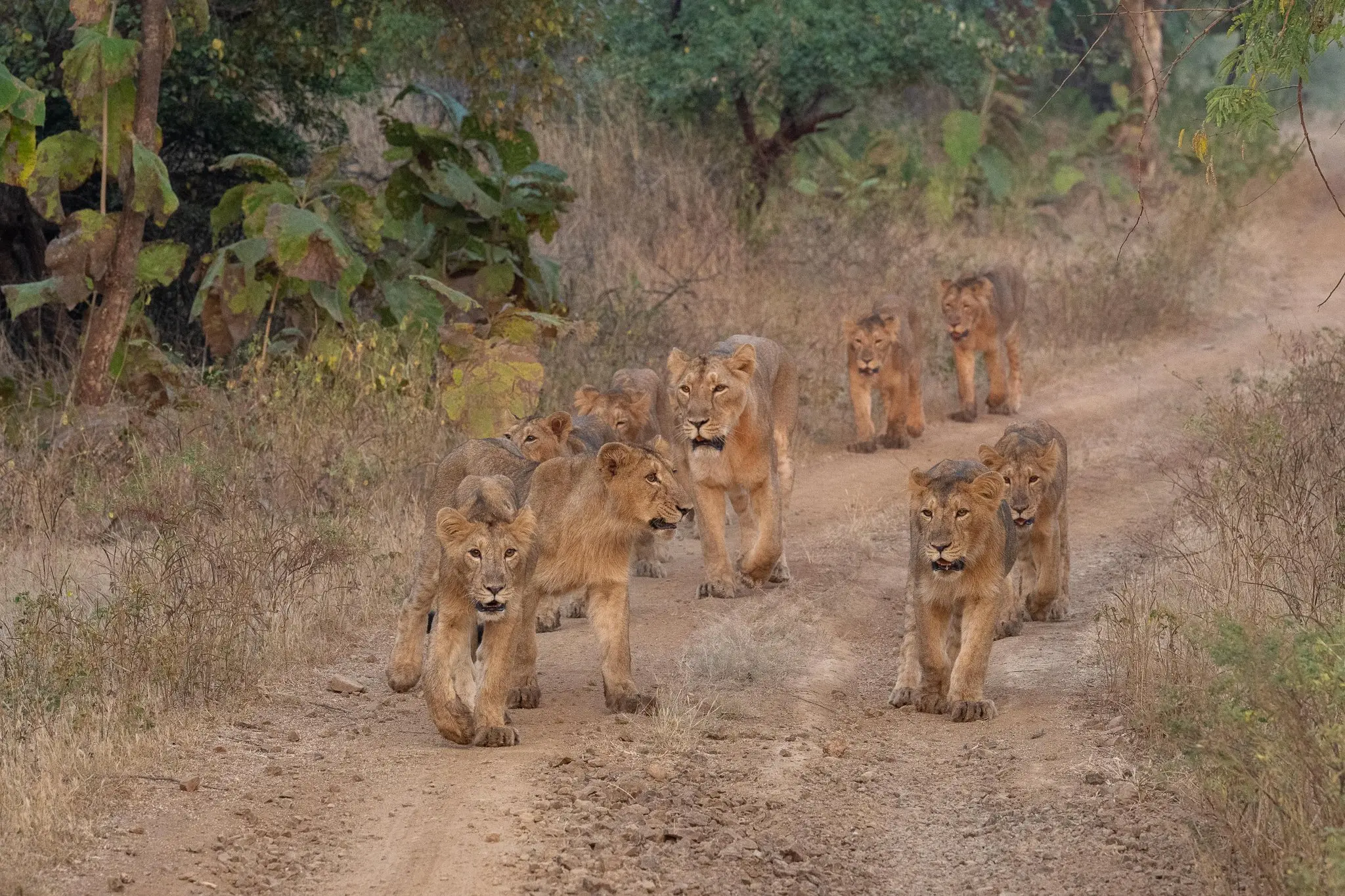 In last five years, Gujarat's lion population has risen from 674 to 891: PM Modi in Mann Ki Baat
