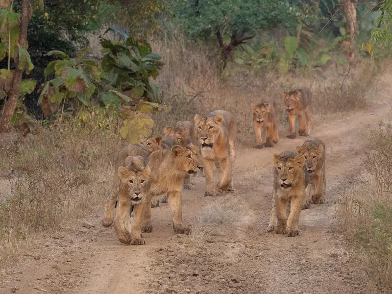 In last five years, Gujarat's lion population has risen from 674 to 891: PM Modi in Mann Ki Baat In last five years, Gujarat's lion population has risen from 674 to 891: PM Modi in Mann Ki Baat