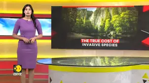 Europe faces highest economic losses from invasive species
