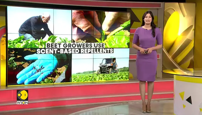  France: Beet farmers trade chemicals for scents 