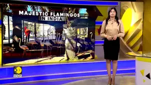 Early arrival of Flamingos in India's Tamil Nadu 