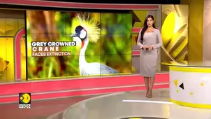 Climate change, habitat loss & illegal trade behind declining population