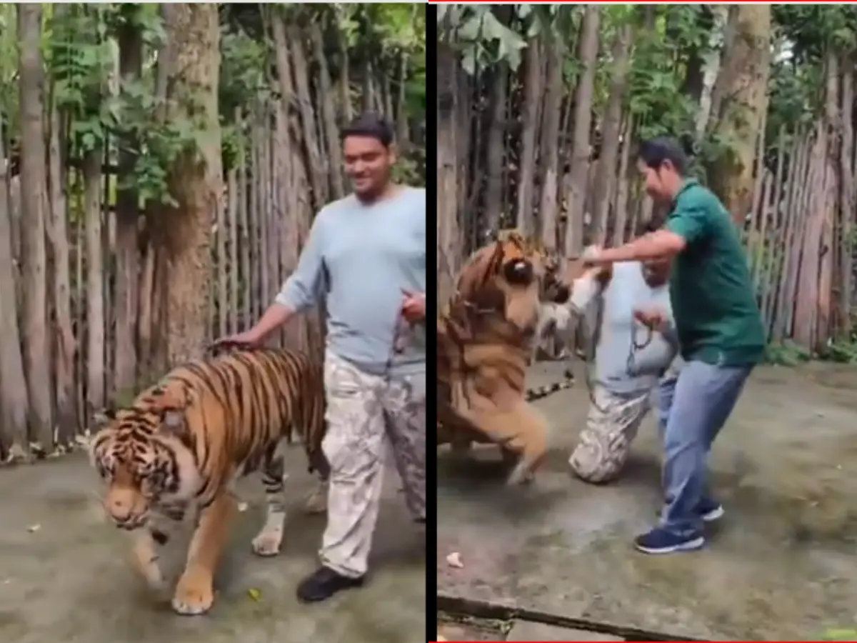 Indian man walking a tiger caught unawares as the animal charges at him at popular Thailand attraction