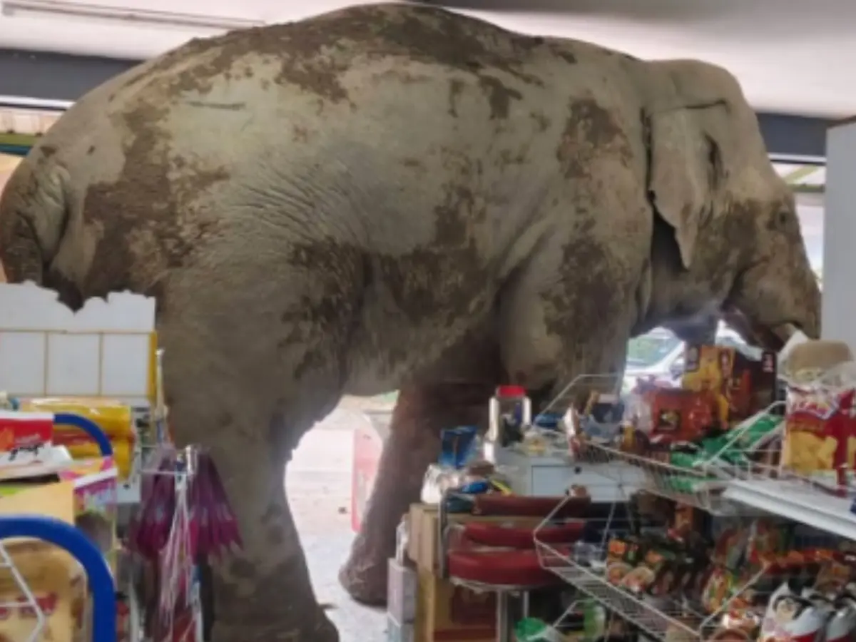  Video: Infamous elephant enters Thai store, treats itself to delicious snacks 