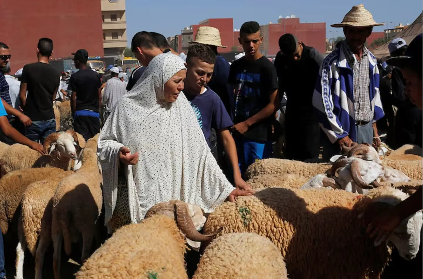 Morocco authorities seize sacrificial sheep after King bans Eid al-Adha ritual